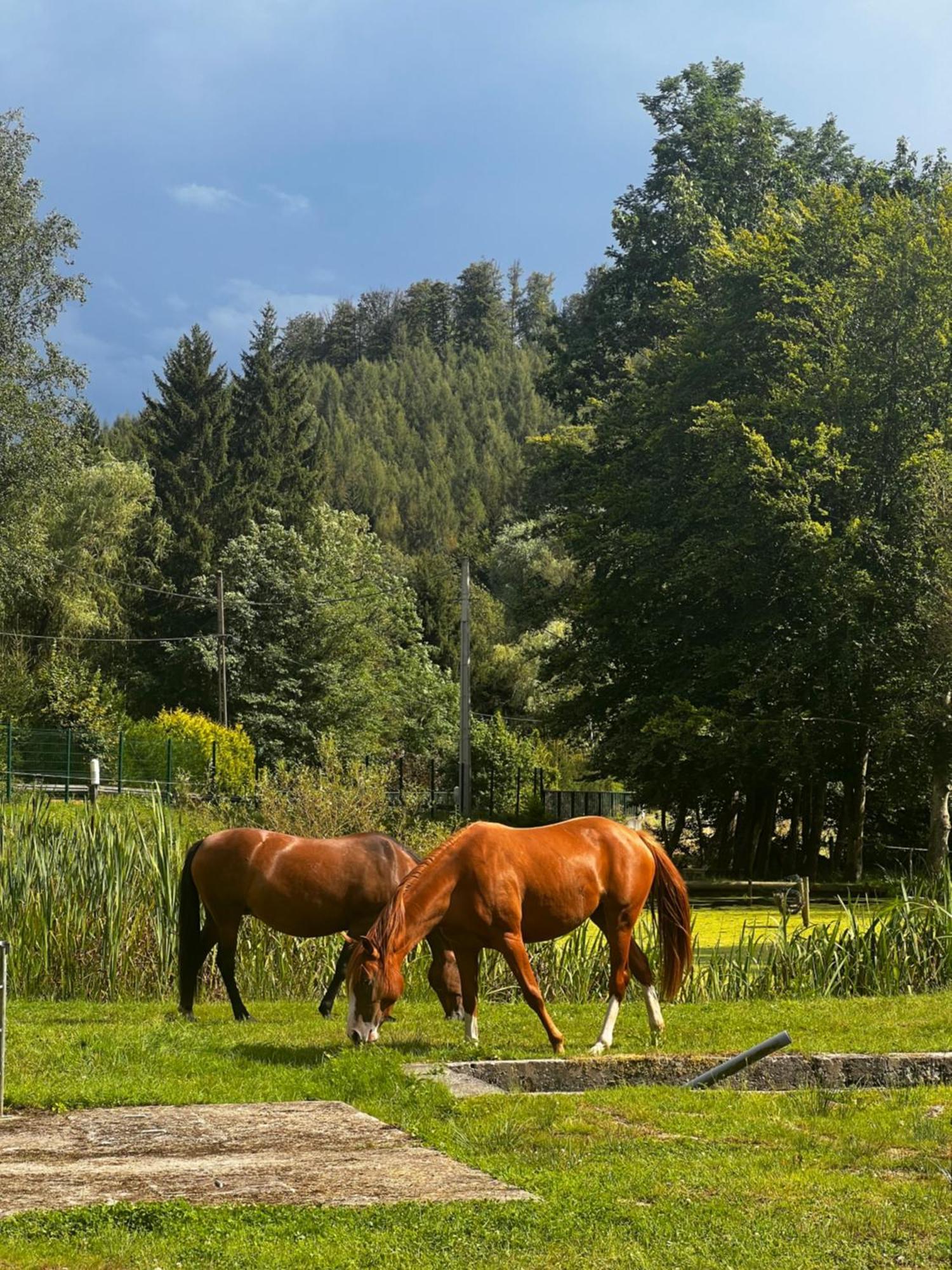 Maison D'Hotes En Pleine Nature Avec Chevaux Soucht Kültér fotó