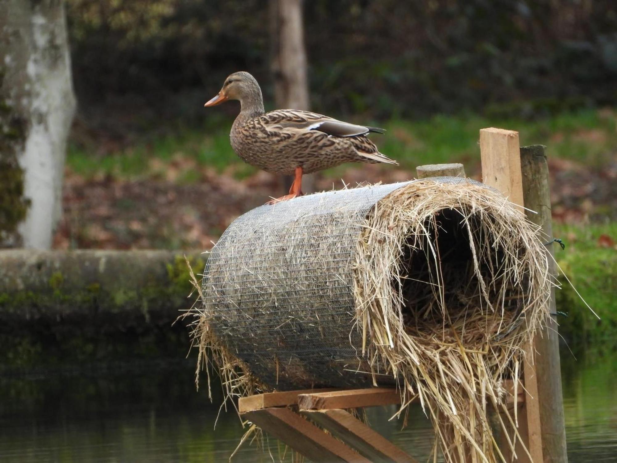 Maison D'Hotes En Pleine Nature Avec Chevaux Soucht Kültér fotó